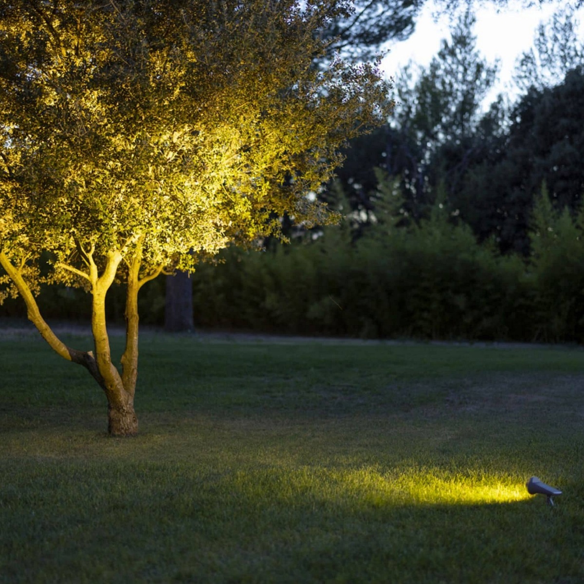 Wingsol | Foco solar